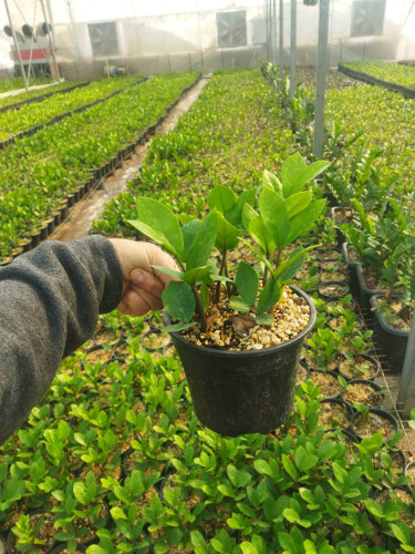 گیاه آپارتمانی زاموفیلیا سبز