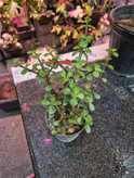 ساکولنت جید (کراسولا)