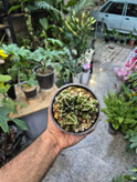 کاکتوس اچینوپسیس خوشهای